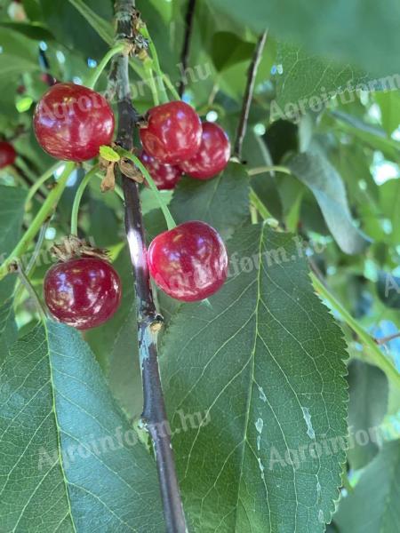 Shaken Cherries from Érdi can be pre-ordered
