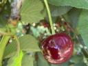 Shaken Cherries from Érdi can be pre-ordered