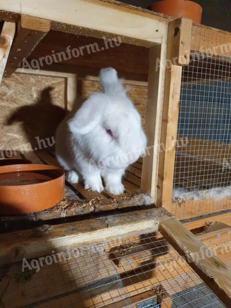 Kaninchen