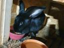 Kaninchen
