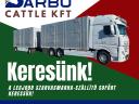 Truck driver transporting cattle