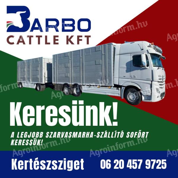Truck driver transporting cattle
