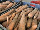 Stočna repa 45 forinti/kg
