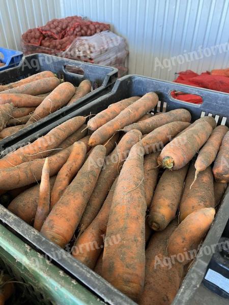 Stočna repa 45 forinti/kg