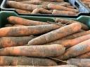 Stočna repa 45 forinti/kg