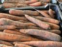 Stočna repa 45 forinti/kg