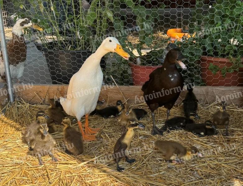 2 ducklings available - 1 package