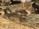 2 ducklings available - 1 package