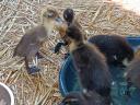 2 ducklings available - 1 package