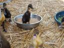 2 ducklings available - 1 package