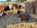 Hungarian red bull calves in Izsak
