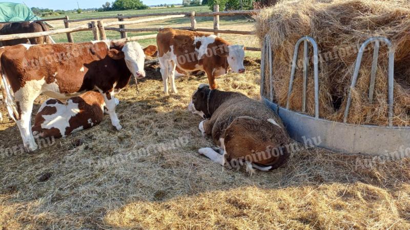 Hungarian red bull calves in Izsak