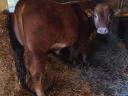 Limousine bulls