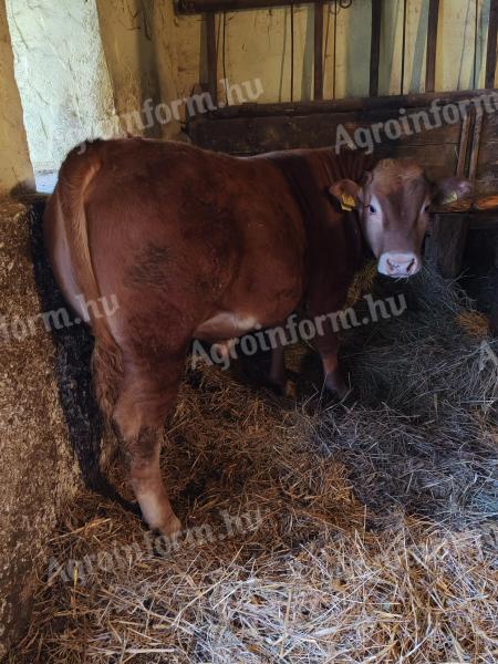 Limousine bulls
