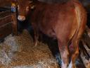Limousine bulls