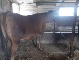 Jersey üsző eladó