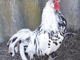 Tyúk. Hamburgi pöttyös kakas eladó