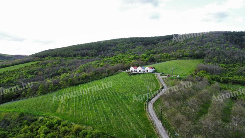 Vinogradarstvo/Vinarstvo