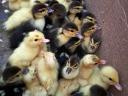 Sunny mute ducks