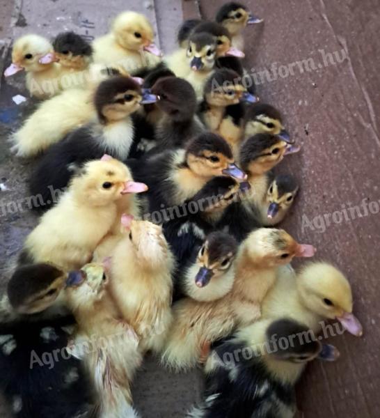 Sunny mute ducks