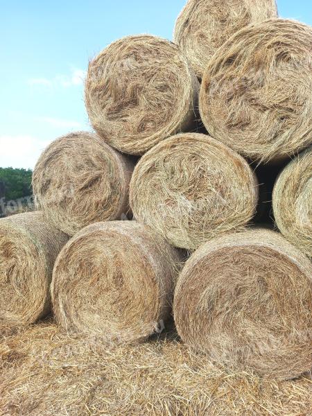 Lawn hay for sale