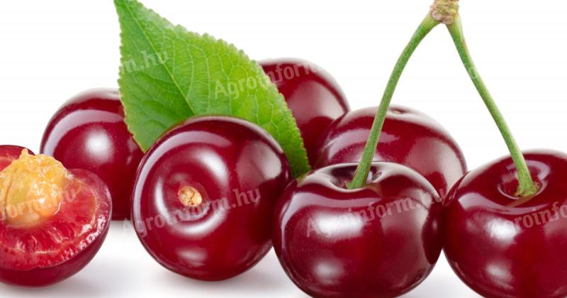 Višn̂a iz Uǰfeherta