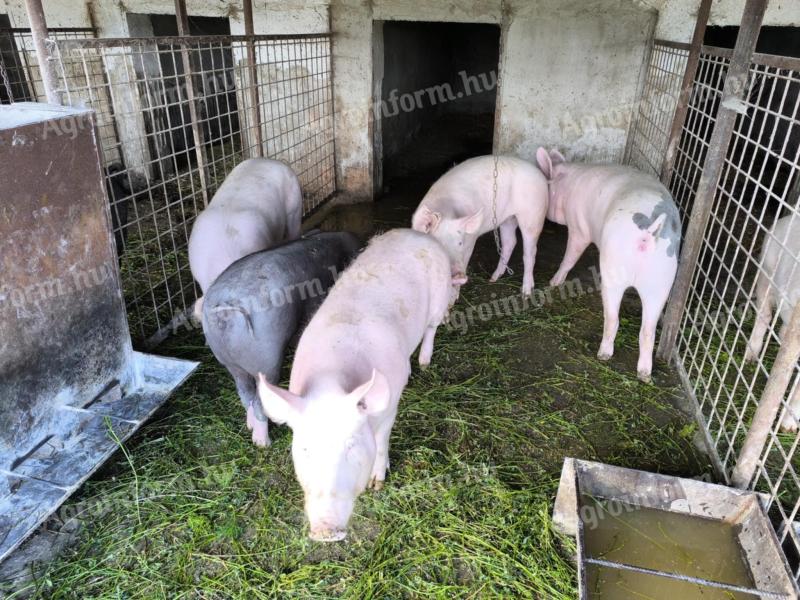 Fat cats, piglets and election piglets