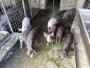 Fat cats, piglets and election piglets