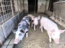 Fat cats, piglets and election piglets