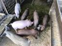 Fat cats, piglets and election piglets