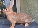 Wild buck rabbit