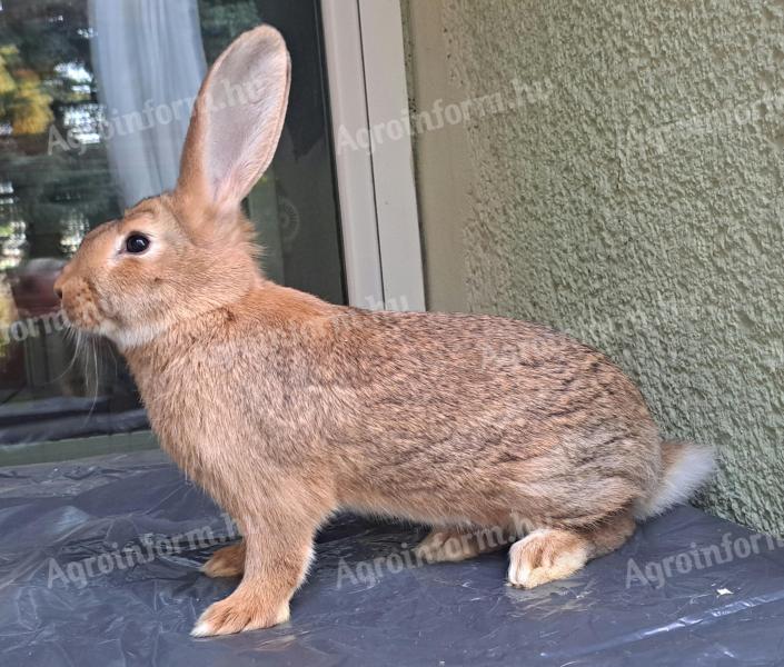 Wild buck rabbit