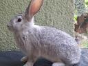 Chinchilla rabbit