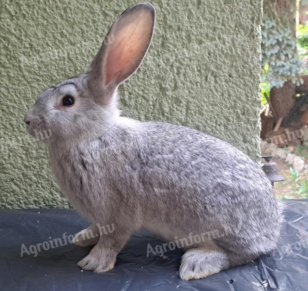 Chinchilla rabbit