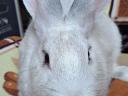 Black deres rabbits
