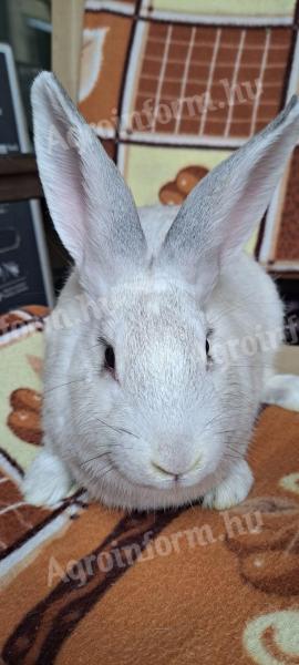 Black deres rabbits