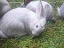 Black deres rabbits
