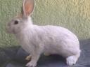 Black deres rabbits