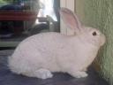 Black deres rabbits