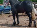 Percheron csődör