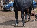Percheron csődör