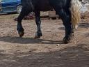 Percheron csődör