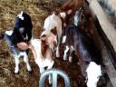 Heifer calves for sale