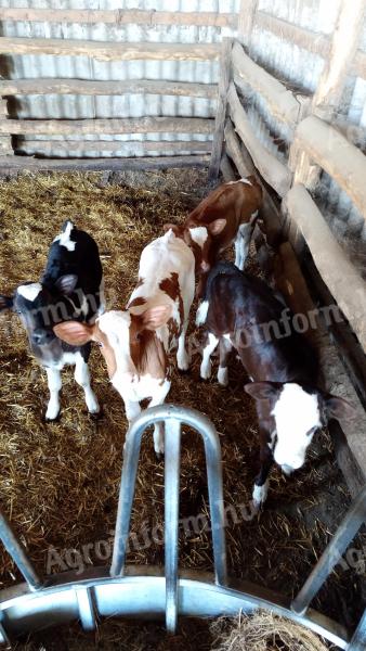 Heifer calves for sale