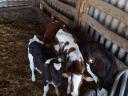 Heifer calves for sale