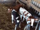 Heifer calves for sale