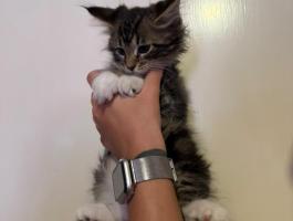 Törzskönyv nélküli Maine Coon kölykök