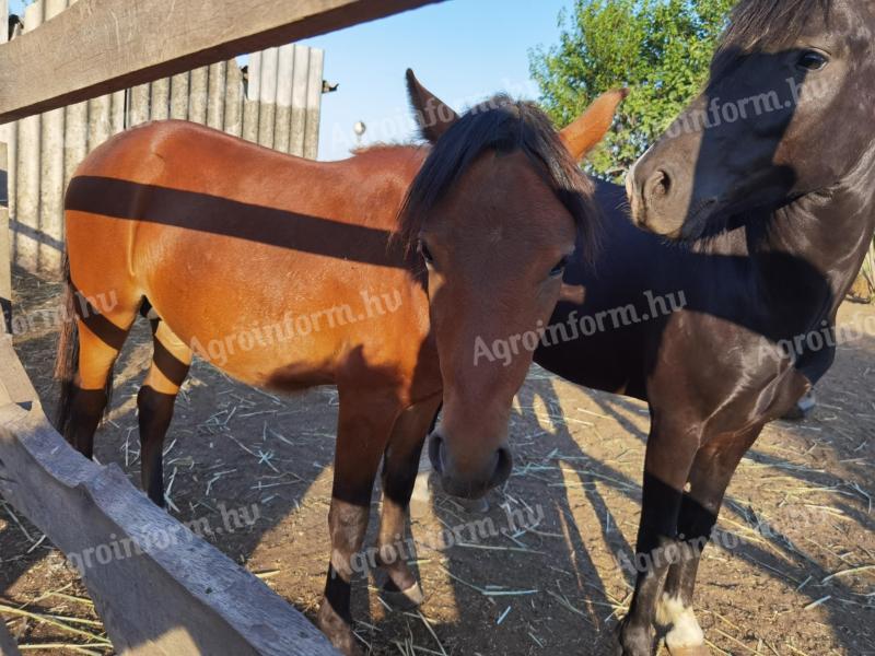 Welsh Ponys zu verkaufen 10 Stück