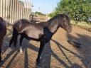 Welsh Ponys zu verkaufen 10 Stück