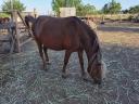 Welsh Ponys zu verkaufen 10 Stück